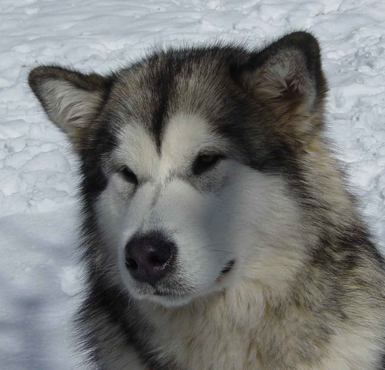 Alaskan Malamute in snow