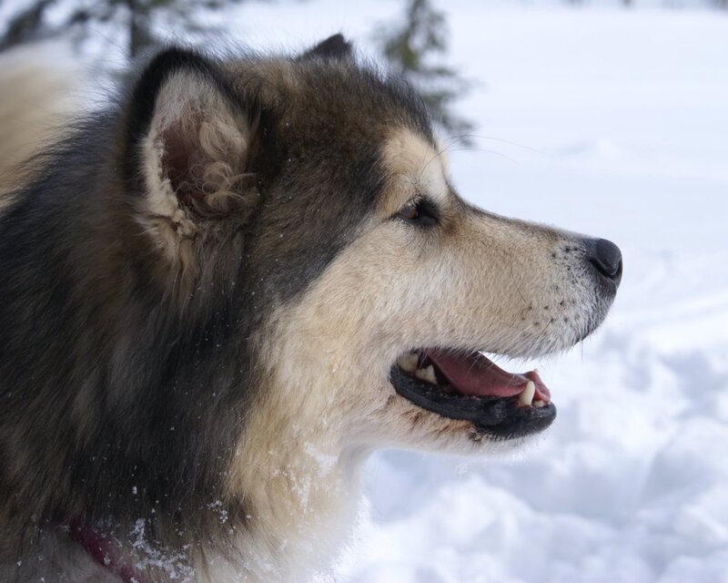 Alaskan Malamute in snow