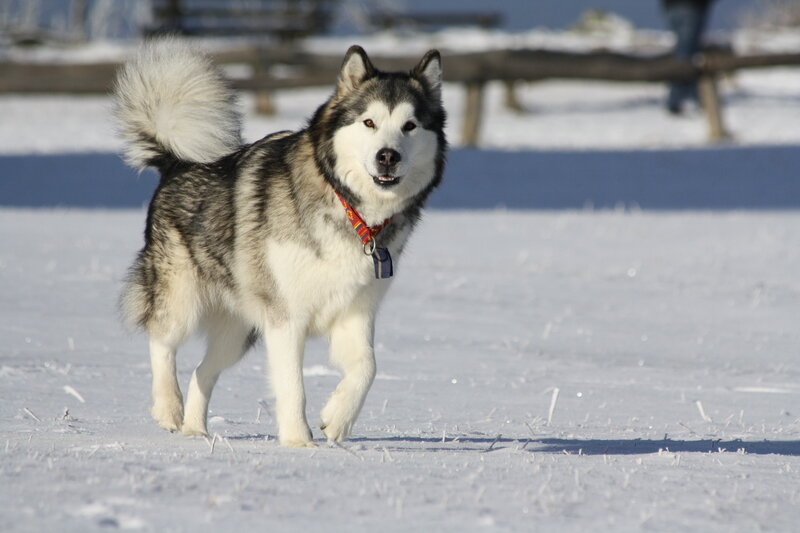 Alaskan Malamute in Snow — White, Active