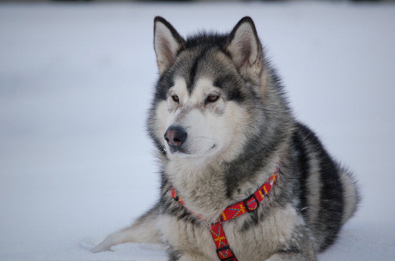 Alaskan Malamute in Snow — White, Calm, Winter, Photograph, Collar