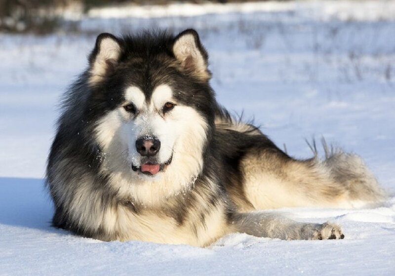 Alaskan Malamute in Snow — White, Calm, Winter, Photograph, Dog