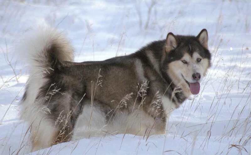 Alaskan Malamute in Snow — White, Calm, Winter