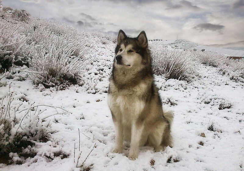 Alaskan Malamute in Snow — White, Cold