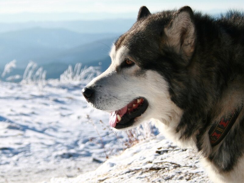 Alaskan Malamute in Snow — White, Serene