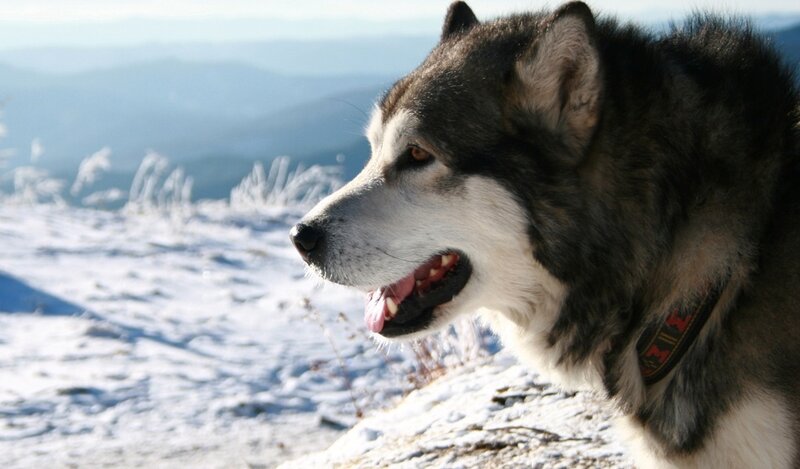 Alaskan Malamute in Snow — White