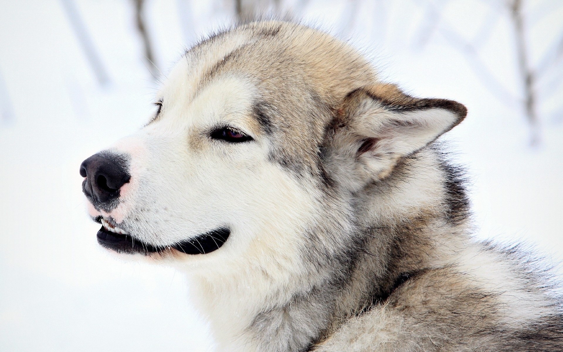 Alaskan Malamute in snow