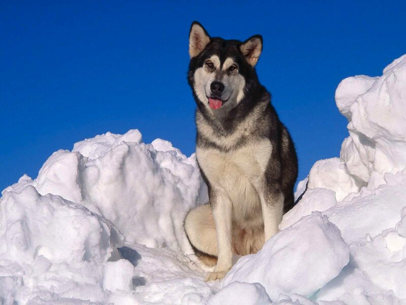 Alaskan Malamute in the snow