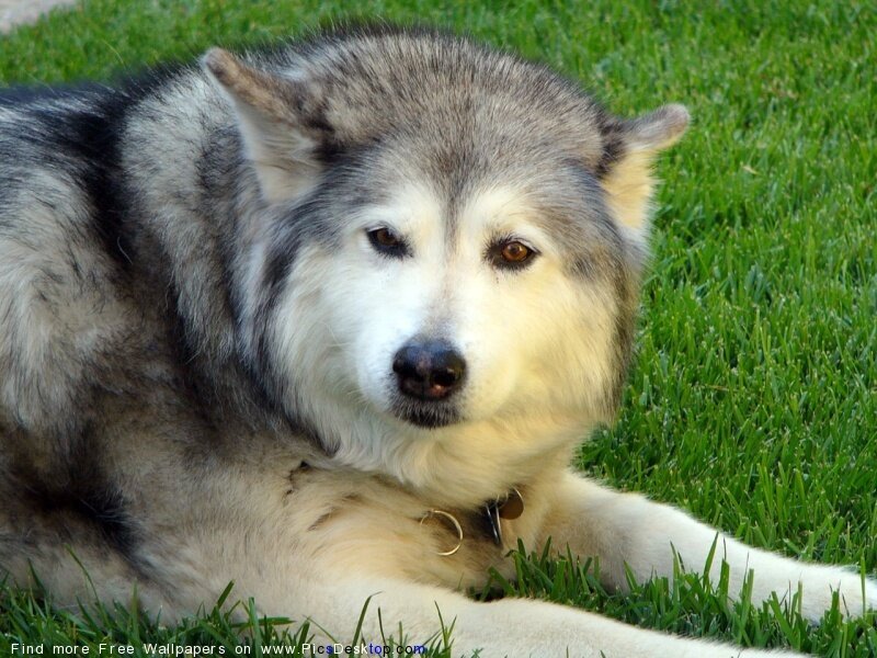 Alaskan Malamute on grass