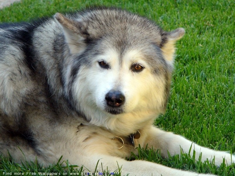 Alaskan Malamute on grass