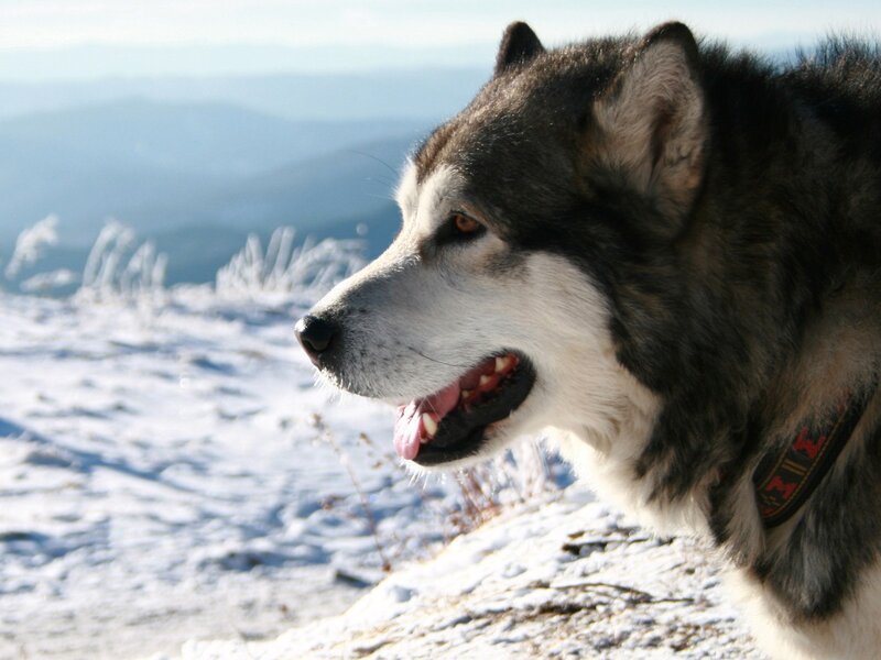 Alaskan Malamute on snowy mountain