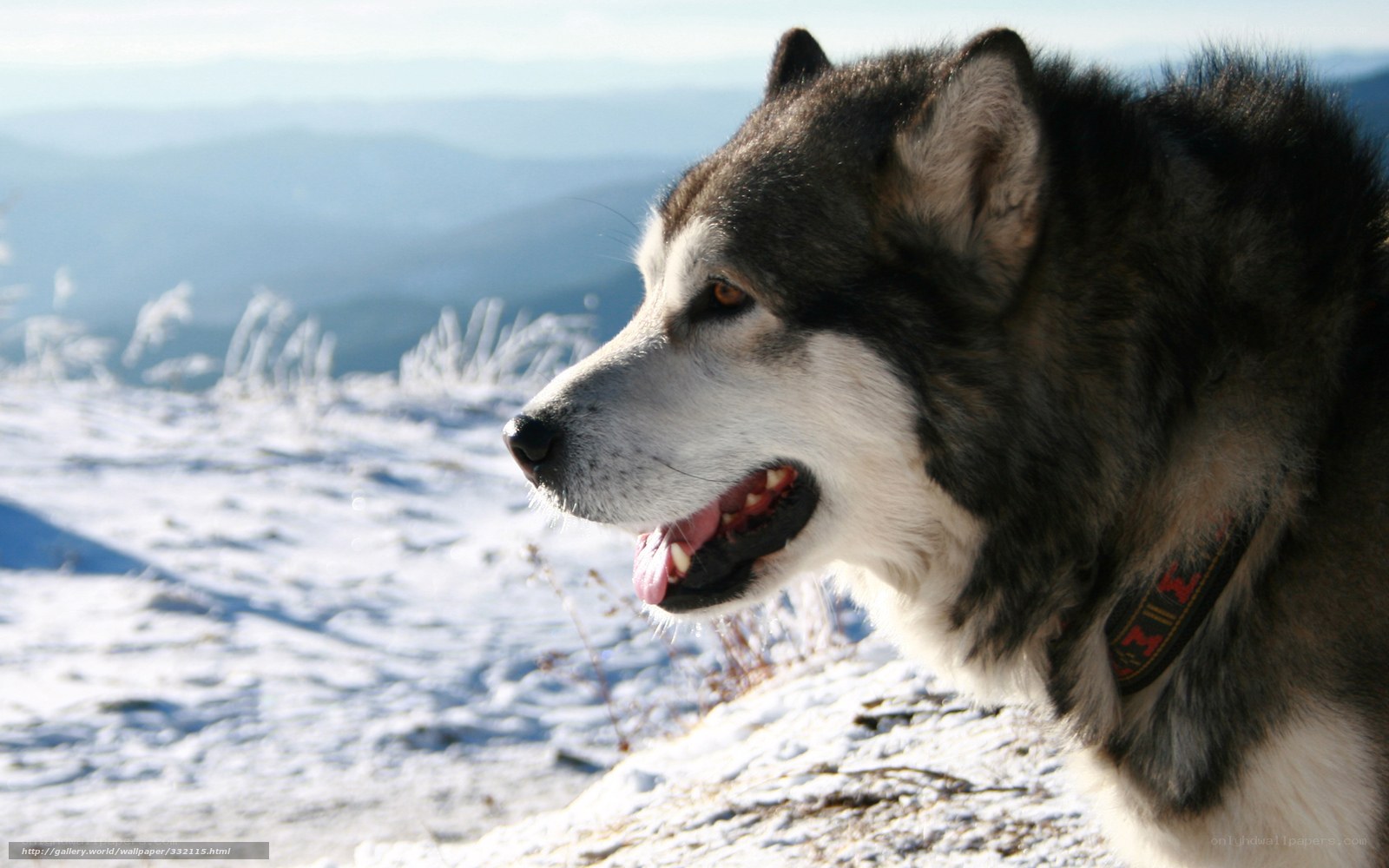 Alaskan Malamute on snowy mountain