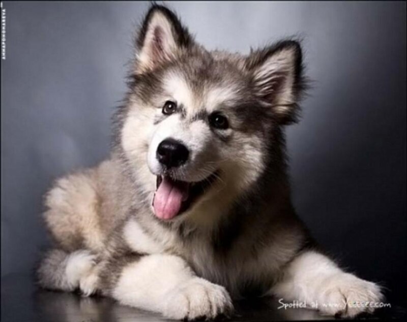 Alaskan Malamute Puppy — Gray