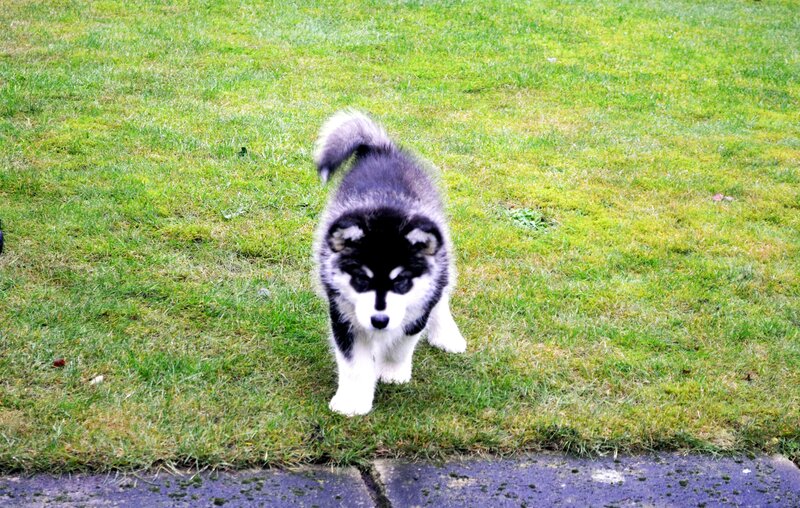 Alaskan Malamute Puppy — Green