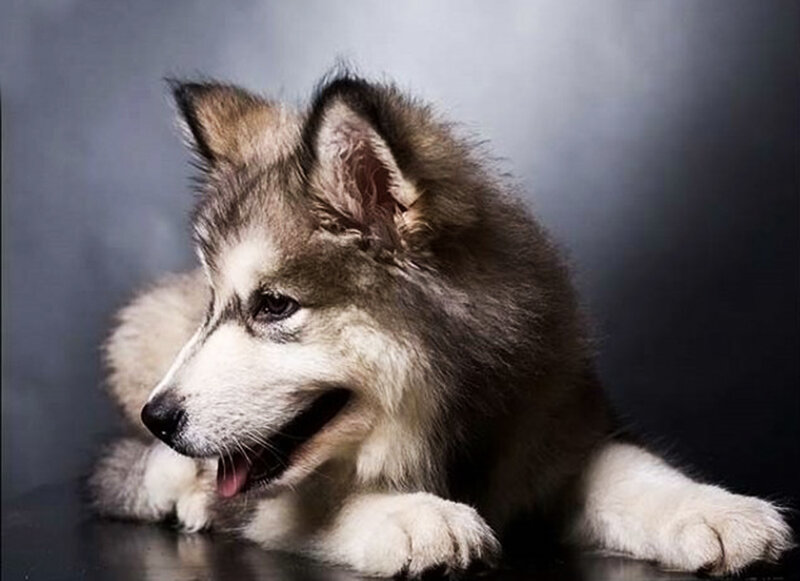 Alaskan Malamute Puppy