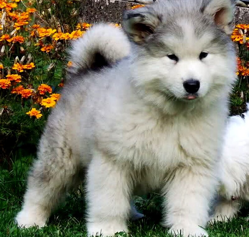 Alaskan Malamute Puppy — White
