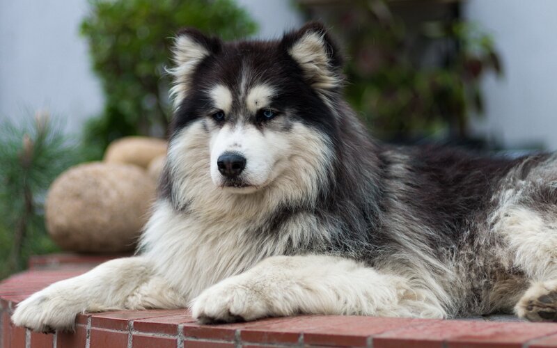 Alaskan Malamute resting