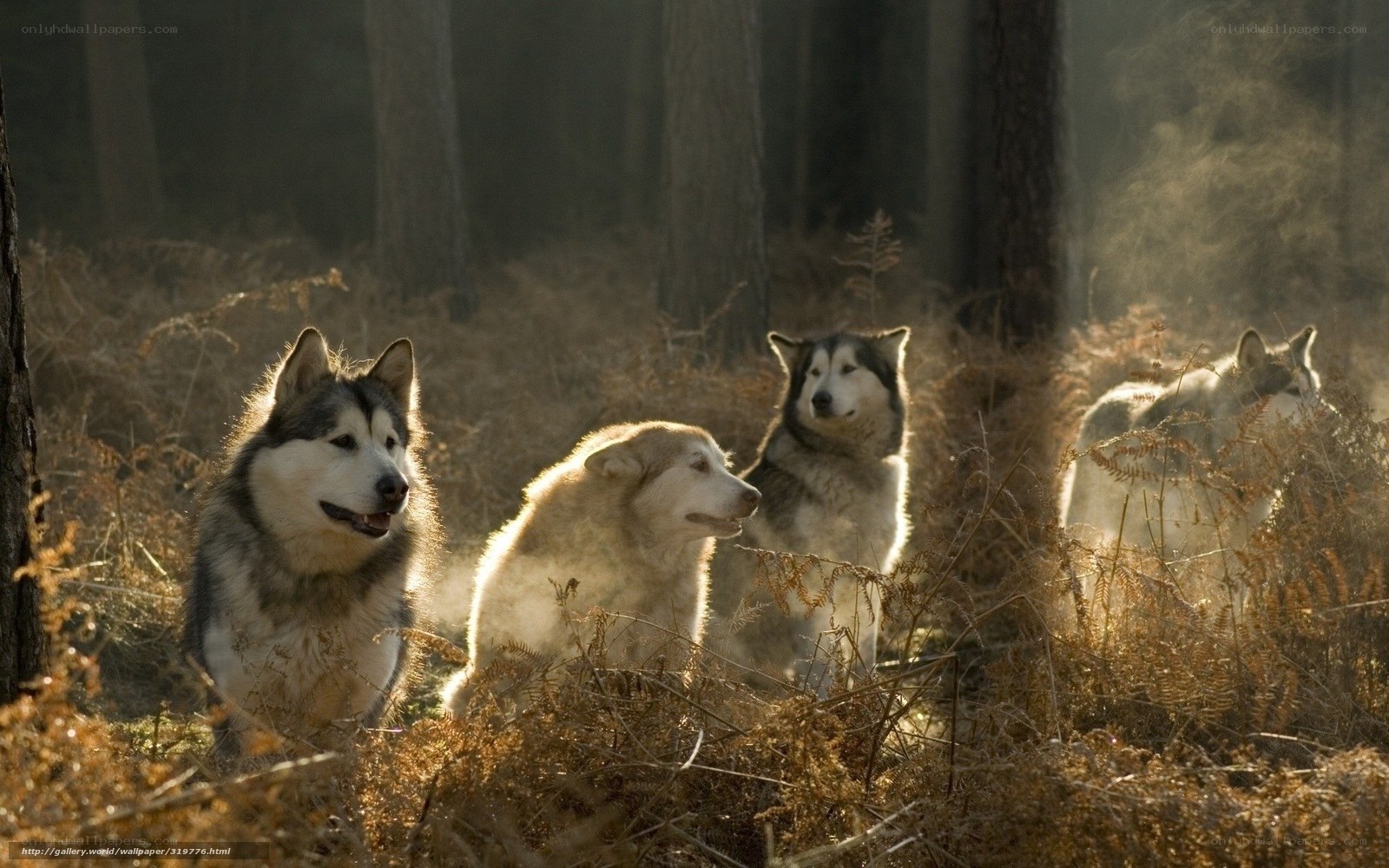Alaskan Malamutes in forest