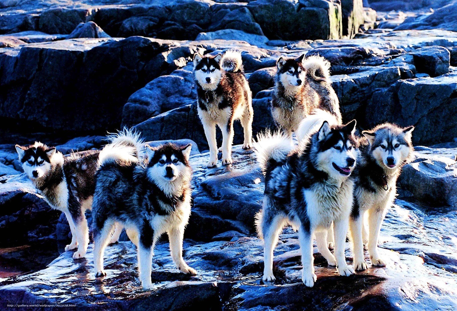 Alaskan Malamutes on rocks