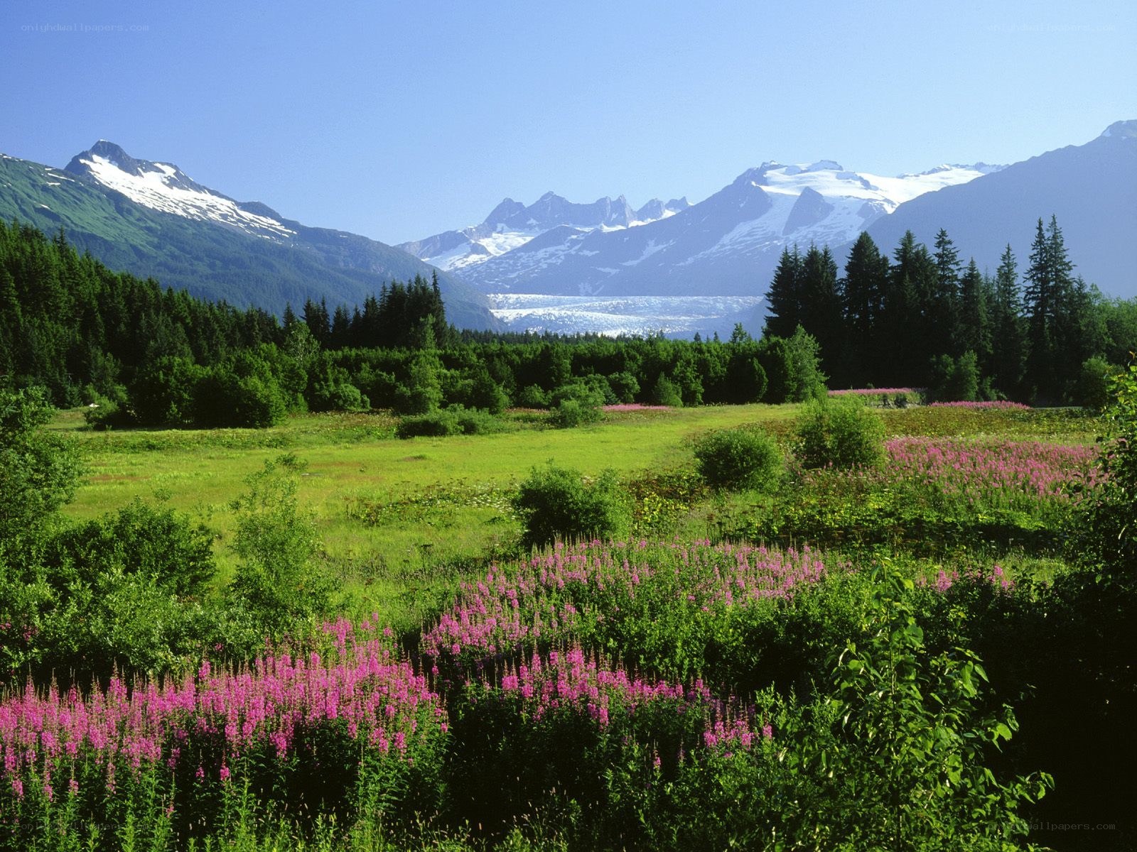 Alaskan meadow with glacier