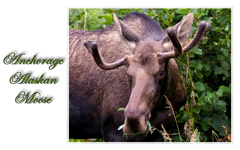 Alaskan Moose