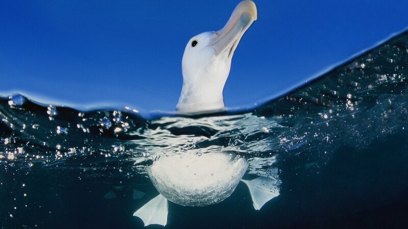 albatross at ocean surface