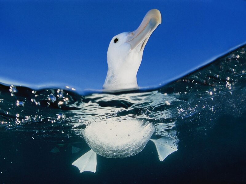 Albatross at the water's surface