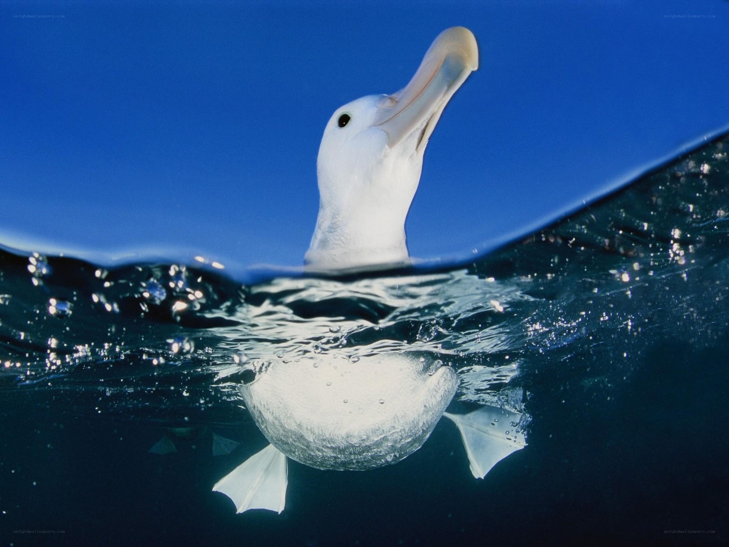 Albatross at the water's surface
