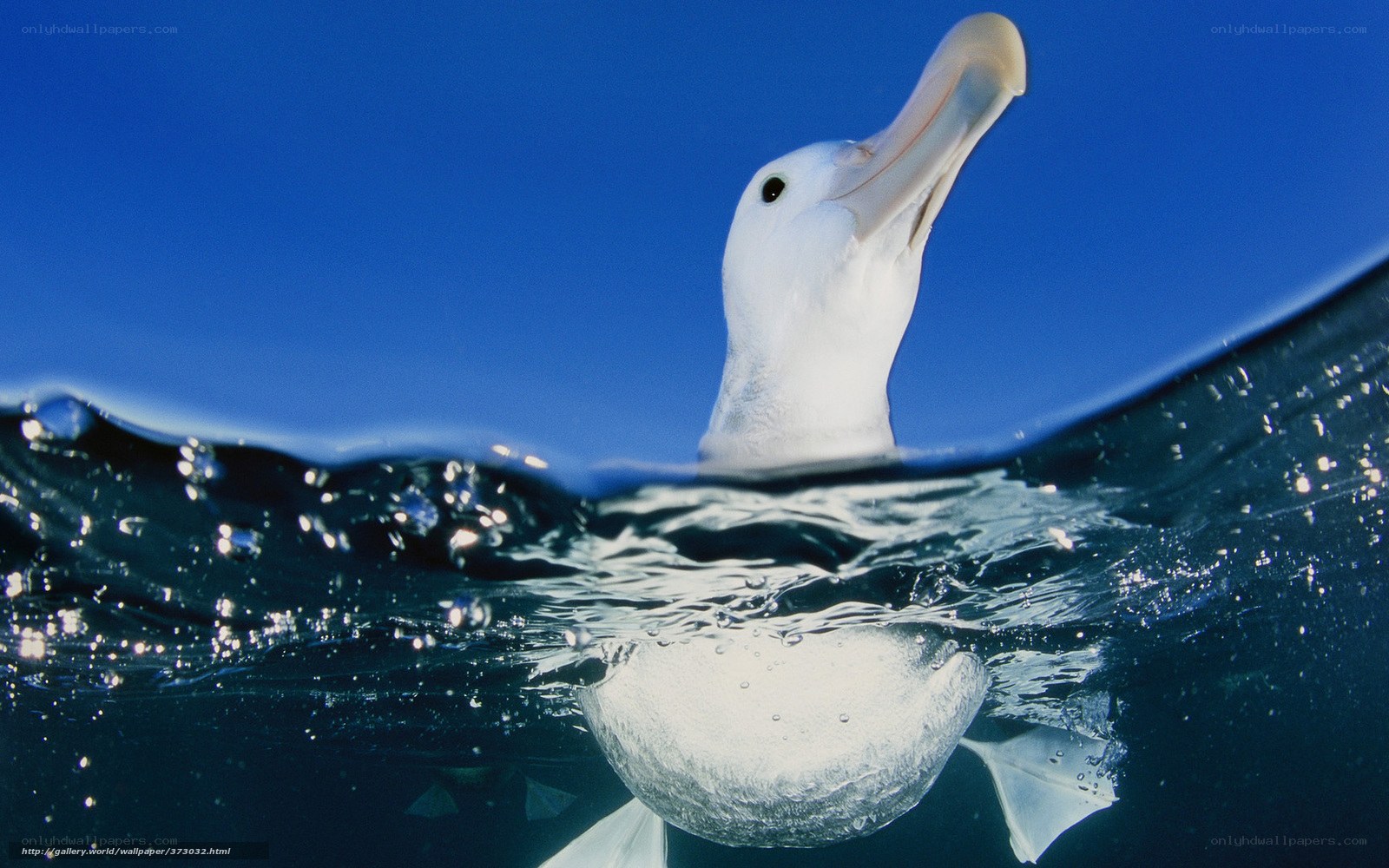 albatross at the water's surface