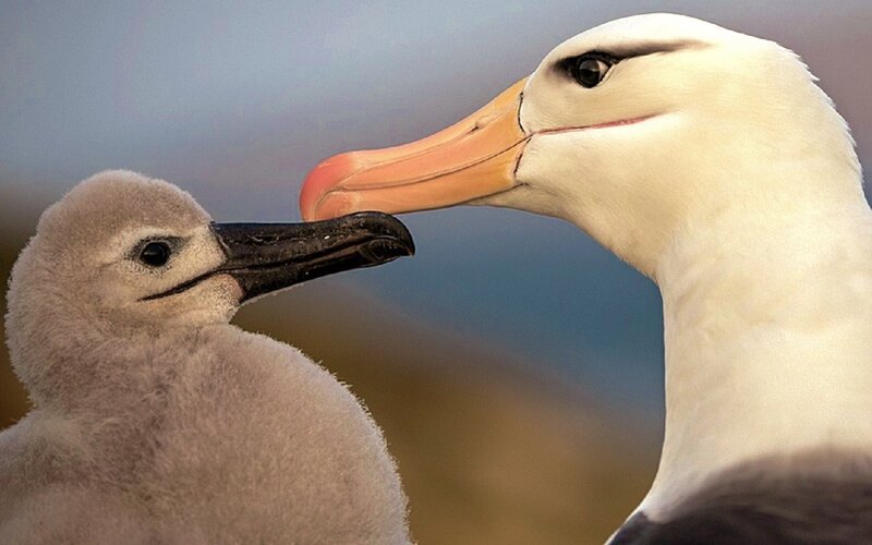 Albatross Chick and Adult