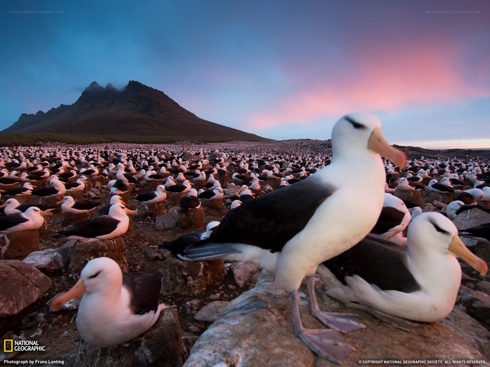 Albatross colony at dusk
