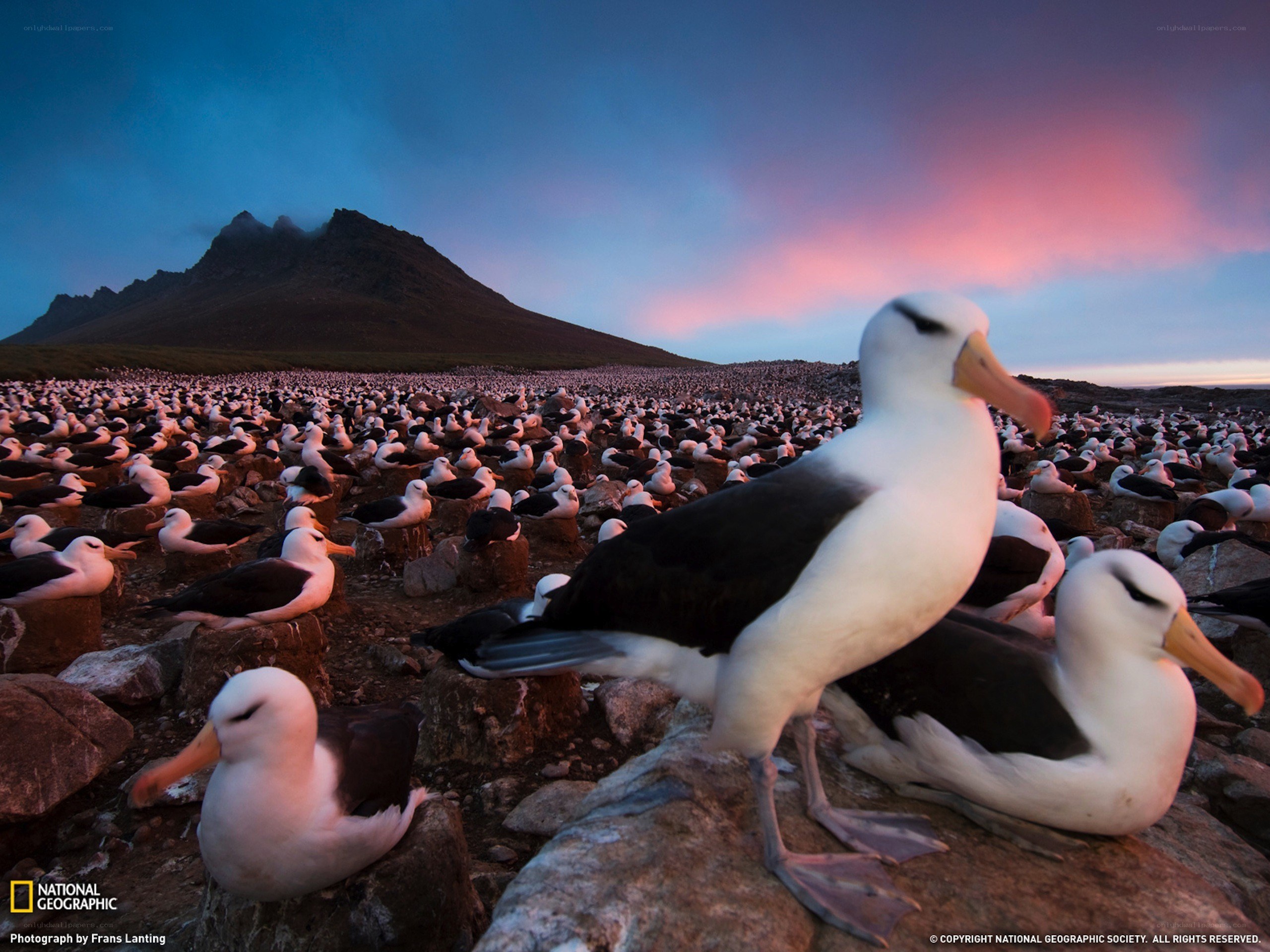 Albatross colony at dusk
