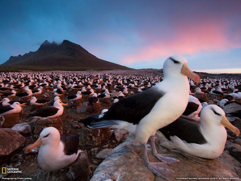 Albatross Colony