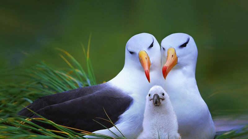 Albatross family in nest