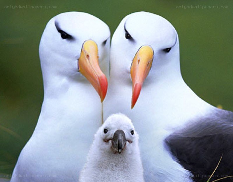 Albatross family portrait