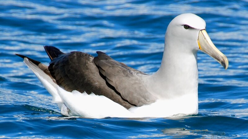 albatross floating on ocean