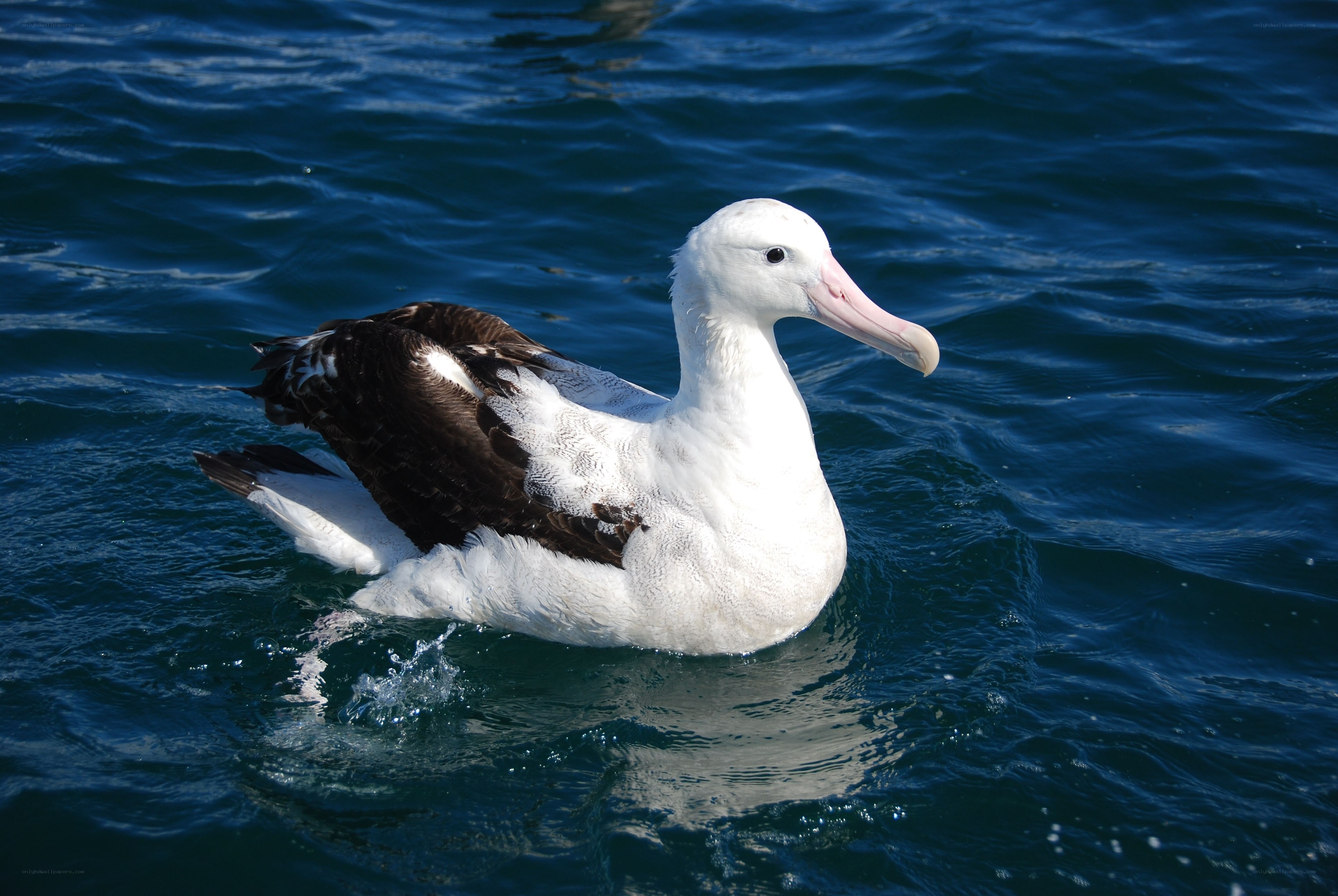 albatross floating on ocean