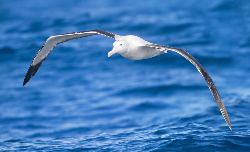 albatross flying over ocean