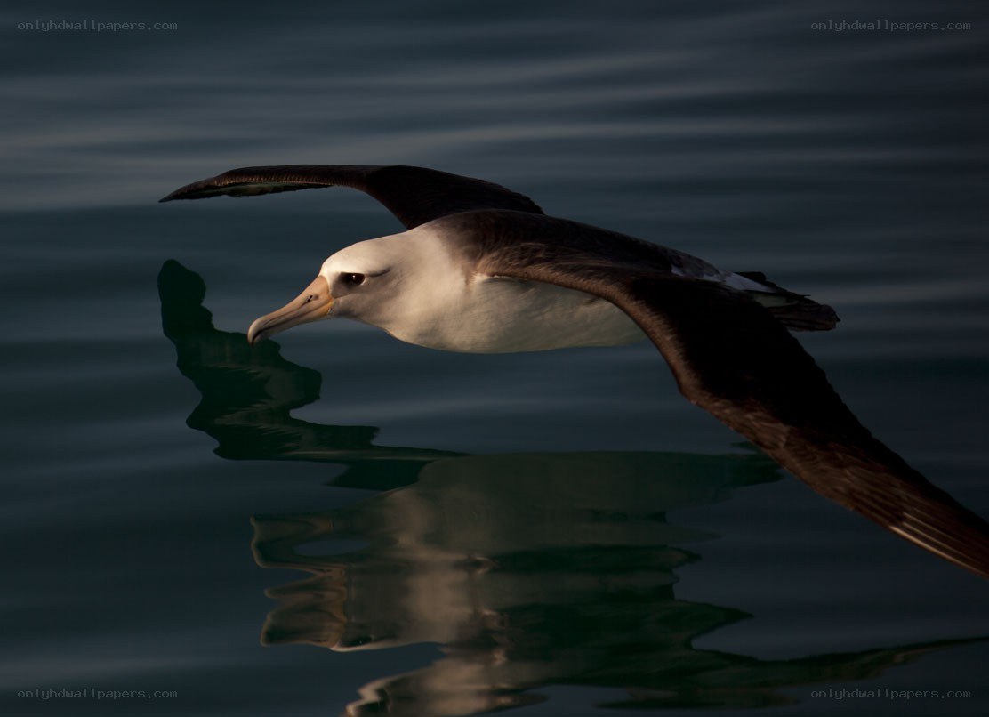 albatross flying over water