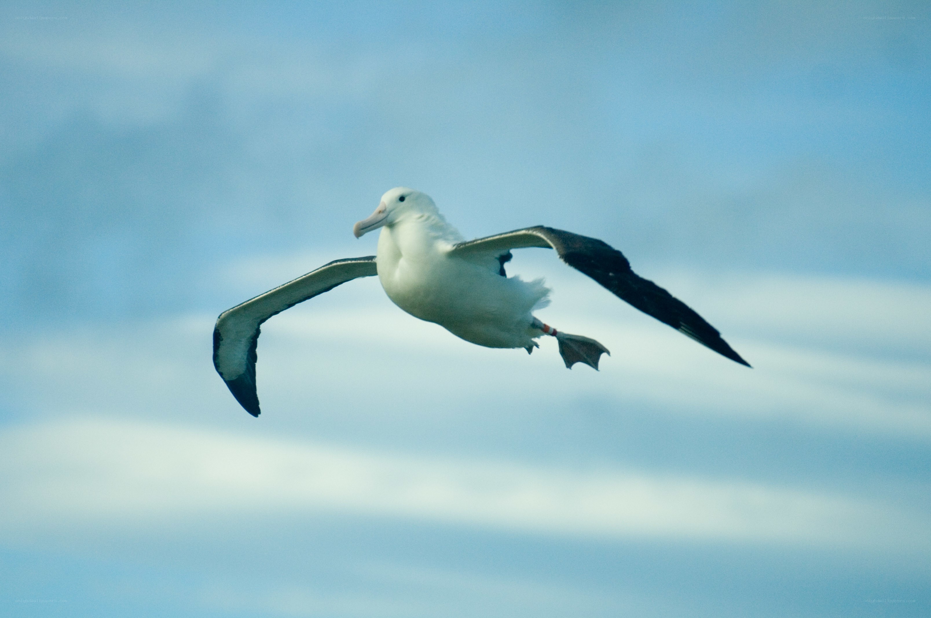 albatross in flight