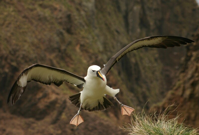 Albatross in flight near cliffs