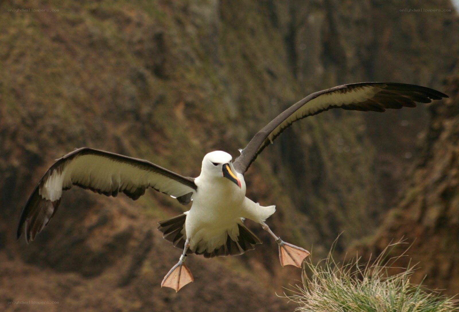 Albatross in flight near cliffs