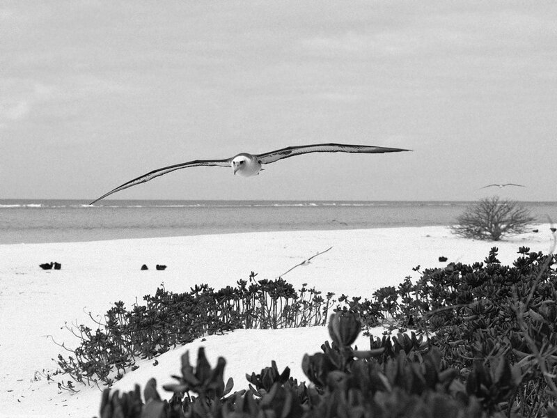 Albatross in flight over beach