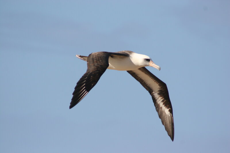 albatross in flight