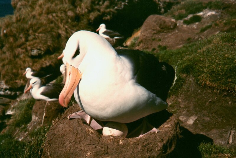 Albatross nesting on cliff