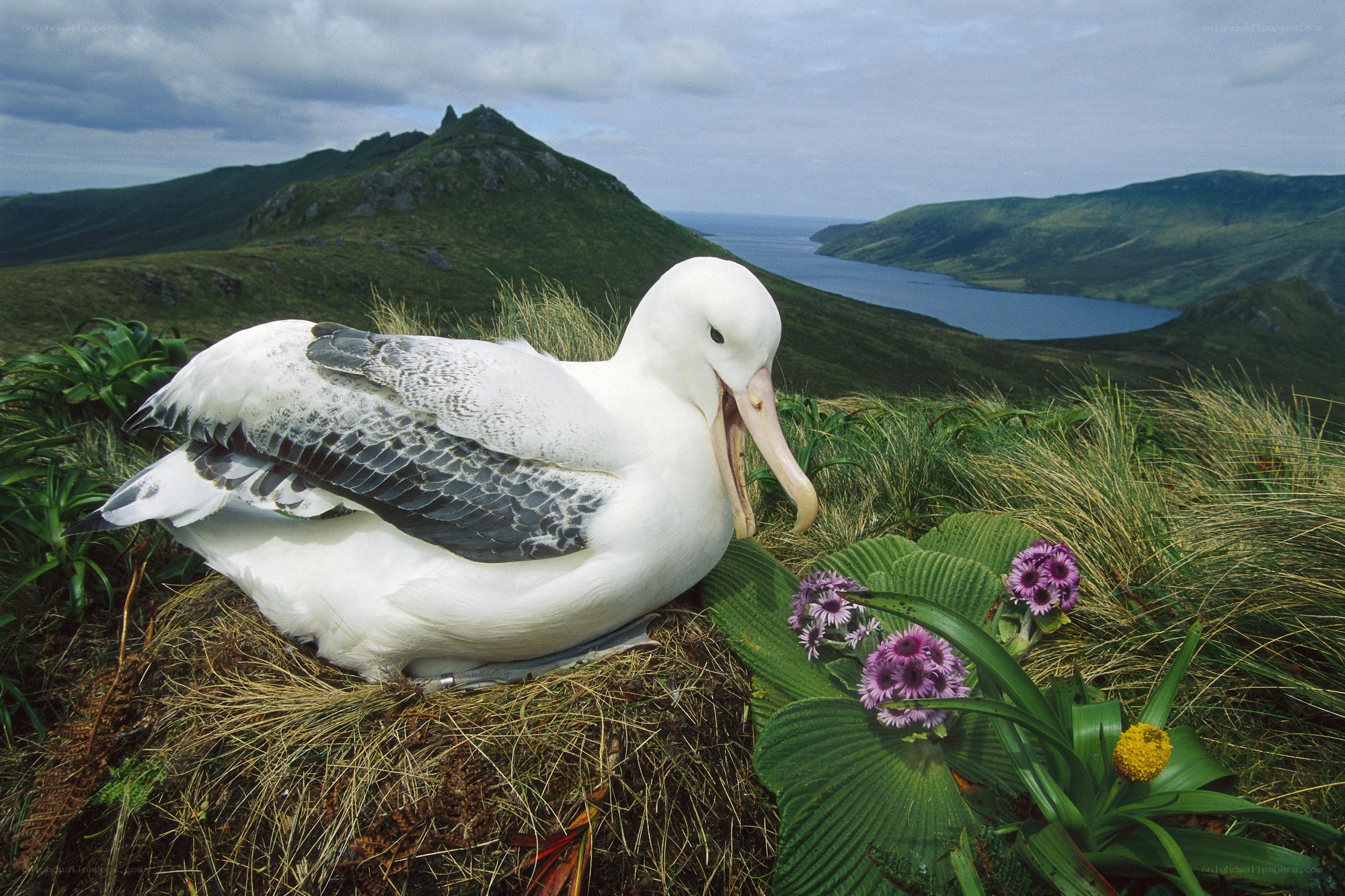 Albatross on a grassy hill