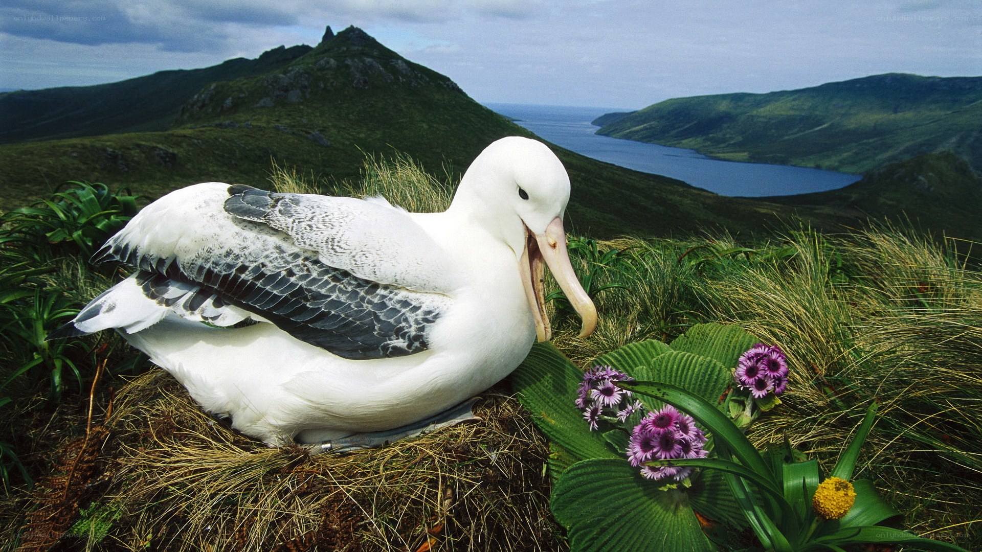 Albatross on a grassy hill