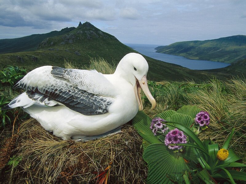 Albatross on a nest