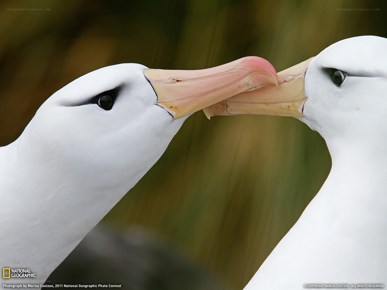 Albatross pair bonding