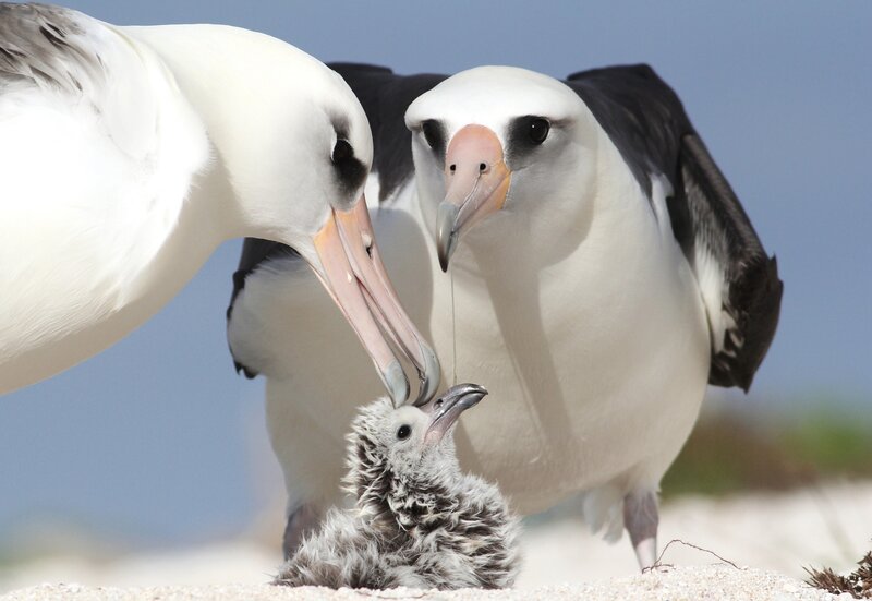 Albatross Parents Feeding Chick