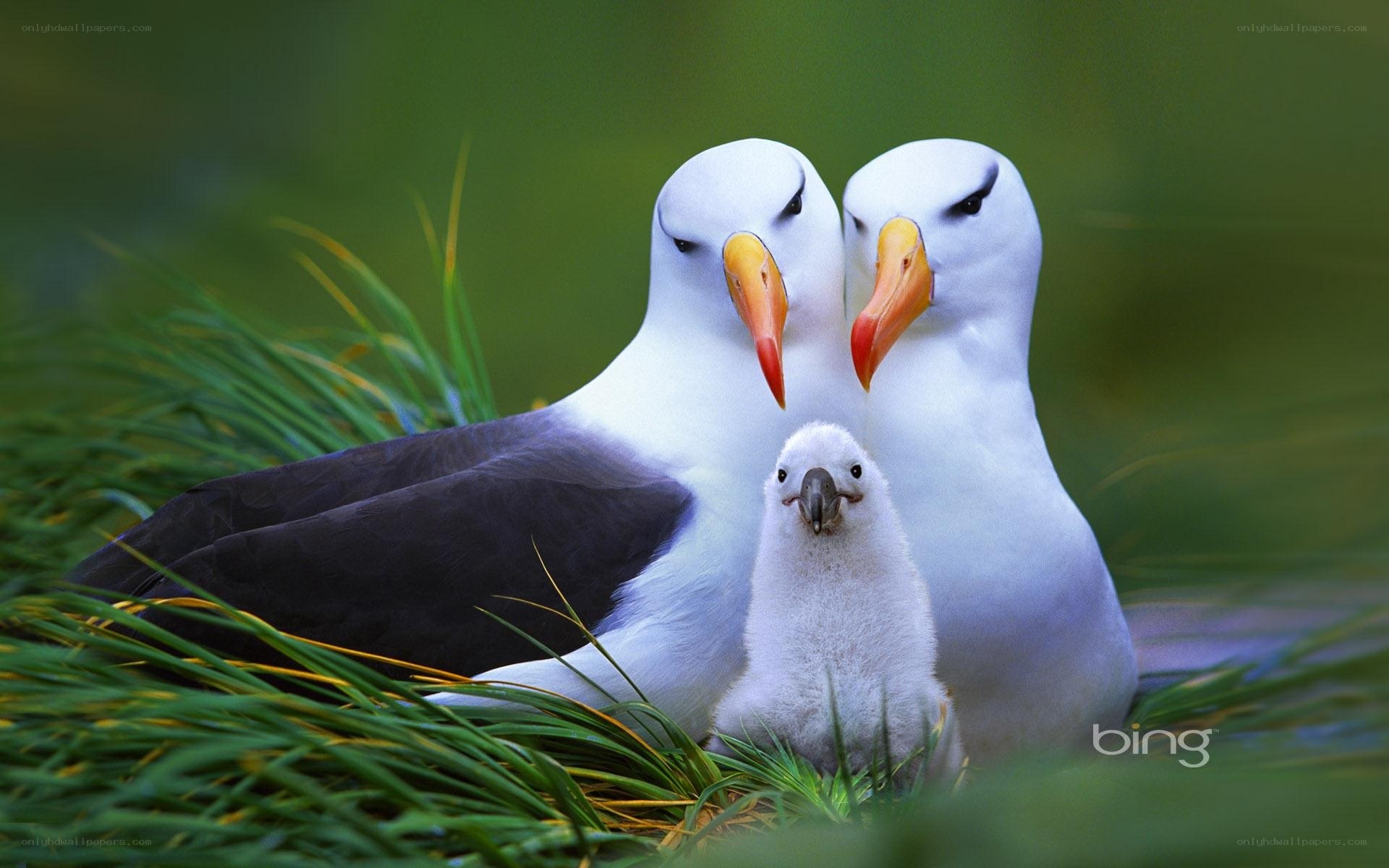 Albatross parents with chick